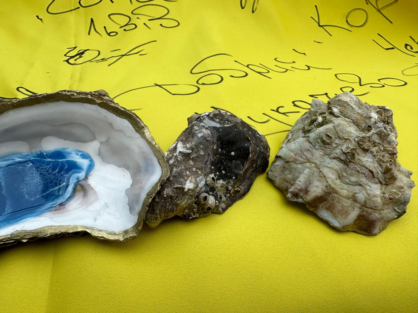 Oyster Shells from Odesa - Painted and filled with Acrylic